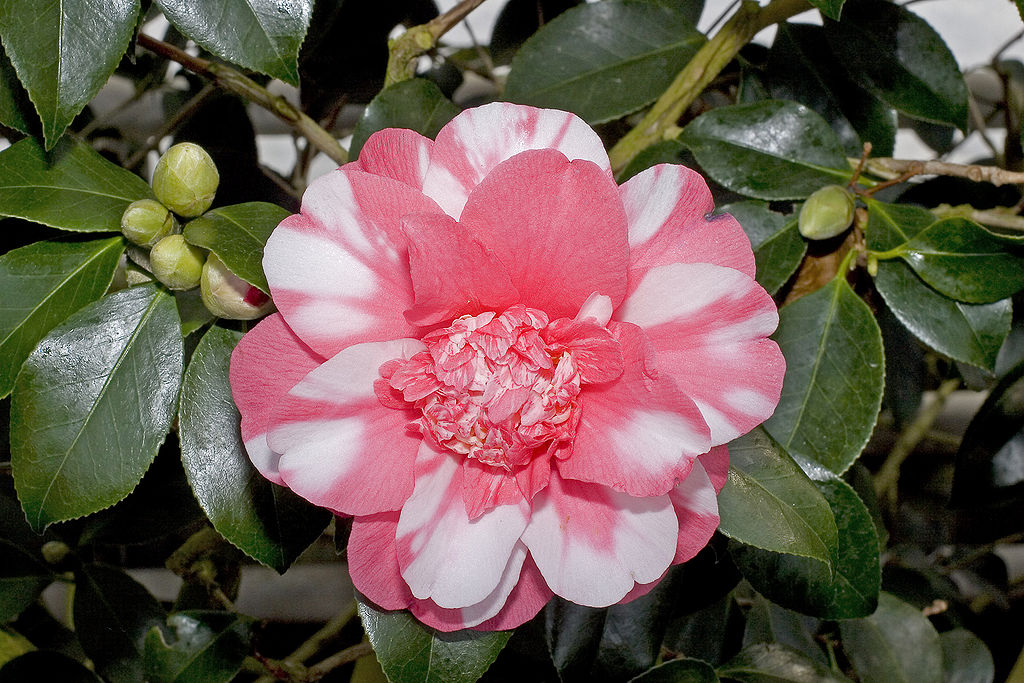 Camellia